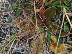 Plantago novae-zelandiae