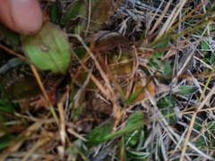 Plantago novae-zelandiae