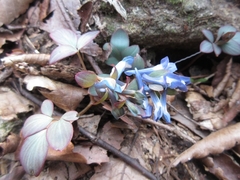 Corydalis ambigua