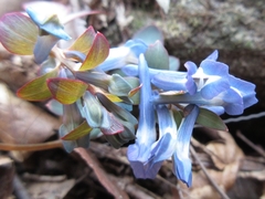 Corydalis ambigua