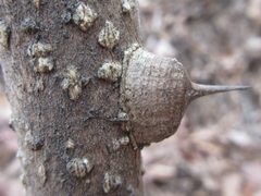Zanthoxylum piperitum