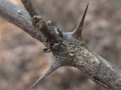 Zanthoxylum piperitum