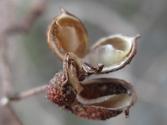 Zanthoxylum piperitum