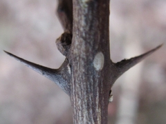 Zanthoxylum piperitum