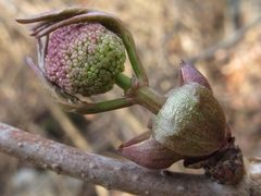 Sambucus sieboldiana