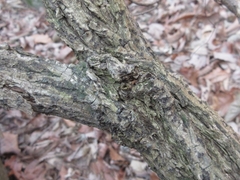 Sambucus sieboldiana