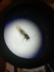 Ceanothia ceanothi