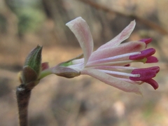 Lonicera praeflorens