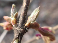 Lonicera praeflorens