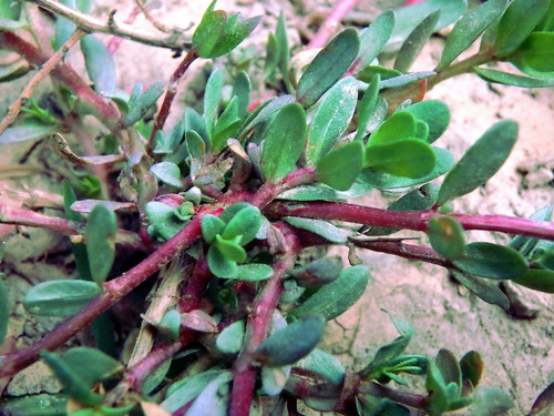 Lythrum hyssopifolia iNat (1)