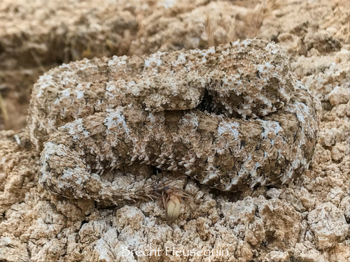 Photo of a Spider-tailed Viper (Pseudocerastes urarachnoides)