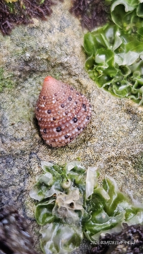 Clanculus margaritarius observed 2026-03-28