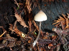 Mycena abramsii