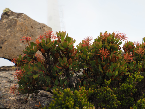 Mountain Rocket (Bellendena montana)