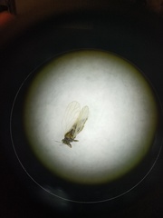 Ceanothia ceanothi