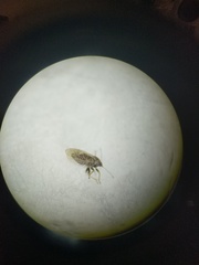 Ceanothia ceanothi