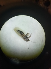 Ceanothia ceanothi