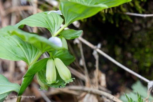 Polygonatum involucratum iNat (1)