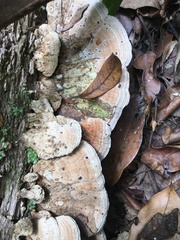 Rhodofomitopsis feei