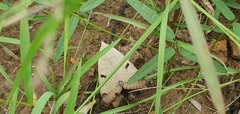 Ophiusa parcemacula