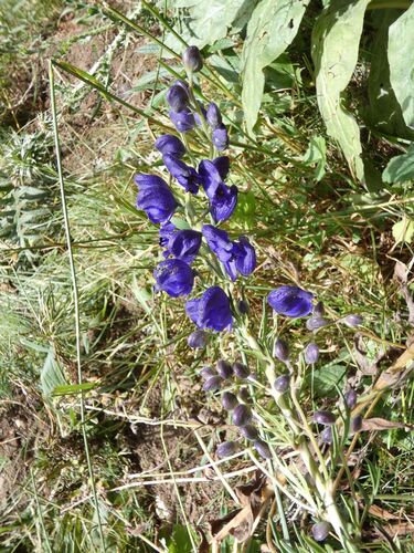 Monk's-hood (Aconitum napellus)