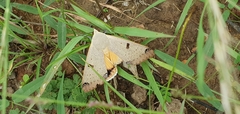 Ophiusa parcemacula