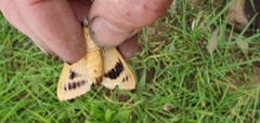 Ophiusa parcemacula