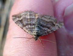 Epirrhoe plebeculata