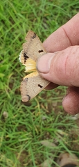 Ophiusa parcemacula