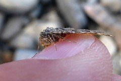 Epirrhoe plebeculata