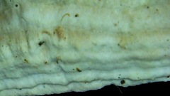 Rhodofomitopsis feei