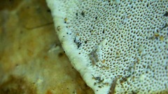 Rhodofomitopsis feei