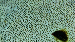 Rhodofomitopsis feei