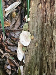 Rhodofomitopsis feei