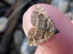 Epirrhoe plebeculata