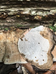 Rhodofomitopsis feei