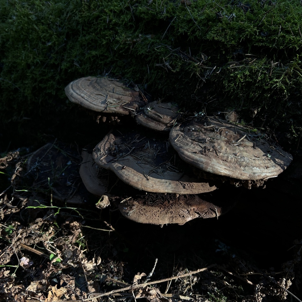 Ganoderma applanatum · March 2026 · photo: © artot_t_maatta (iNaturalist, cc0)