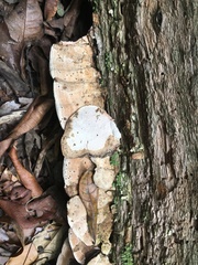 Rhodofomitopsis feei