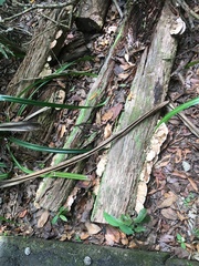 Rhodofomitopsis feei