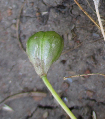 Ornithogalum flexuosum