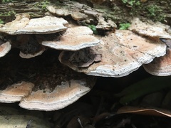 Rhodofomitopsis feei