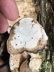 Rhodofomitopsis feei