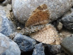 Epirrhoe plebeculata