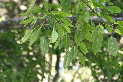 White Fig (Ficus virens)