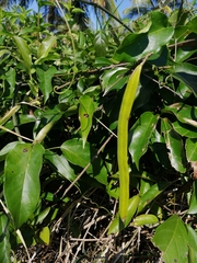 Fridericia chica