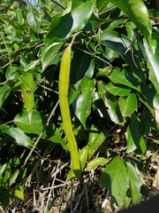 Fridericia chica