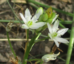 Ornithogalum flexuosum