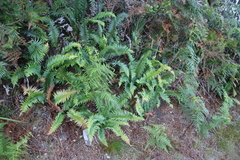 Blechnum punctulatum