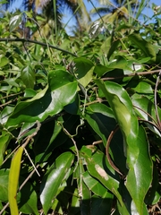 Fridericia chica