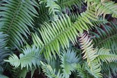 Blechnum punctulatum